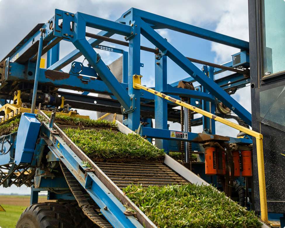 Sod harvester at work on a turf farm