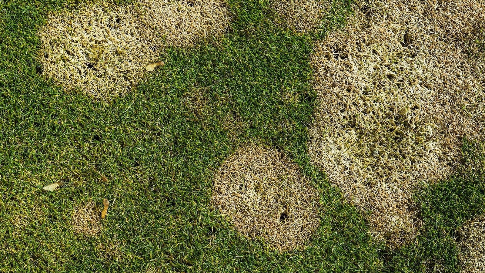 Dollar Spot In Home Lawn