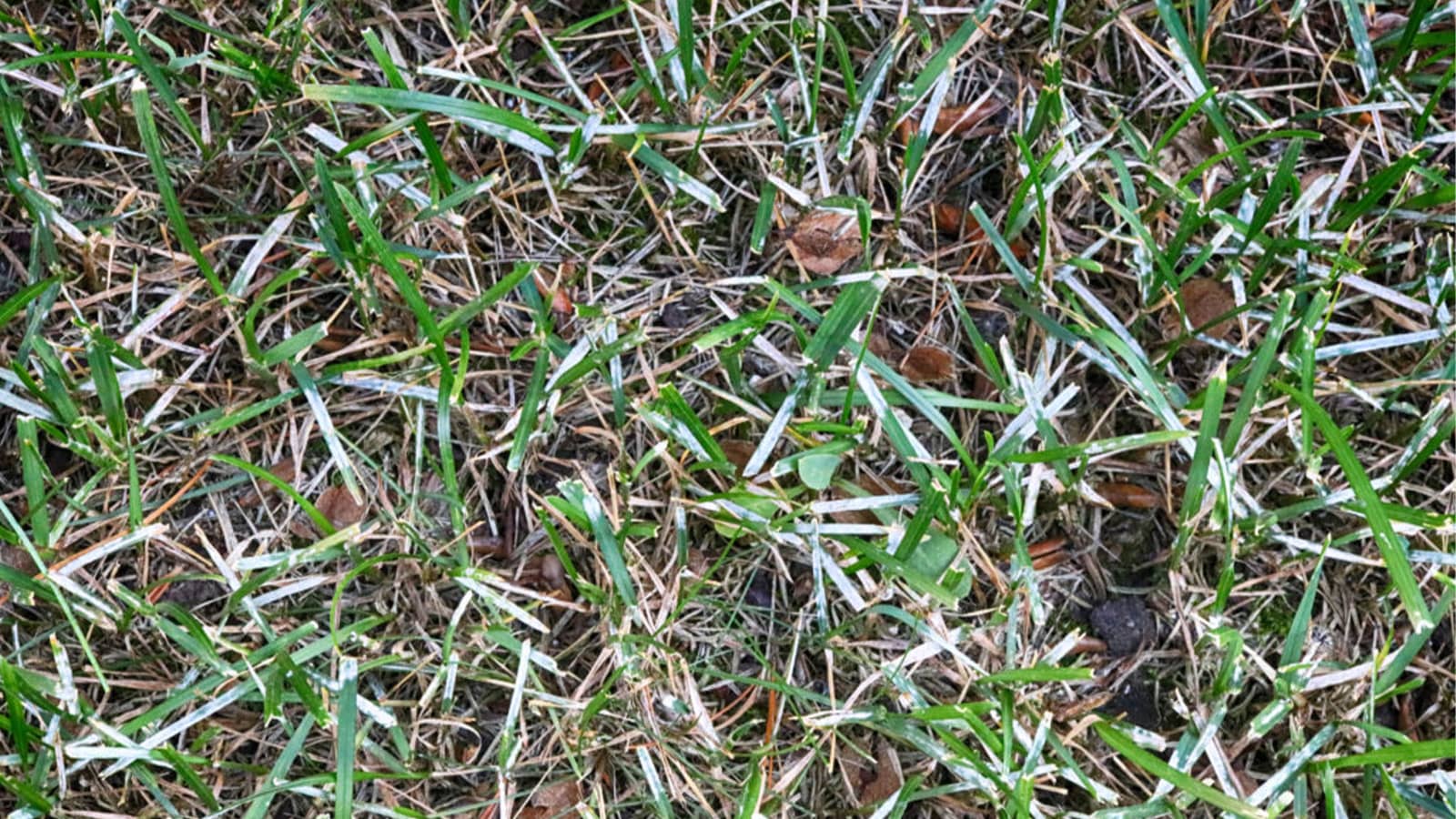 Powdery Mildew Close Up
