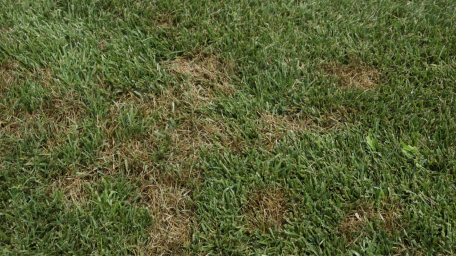 Disease Pythium Blight