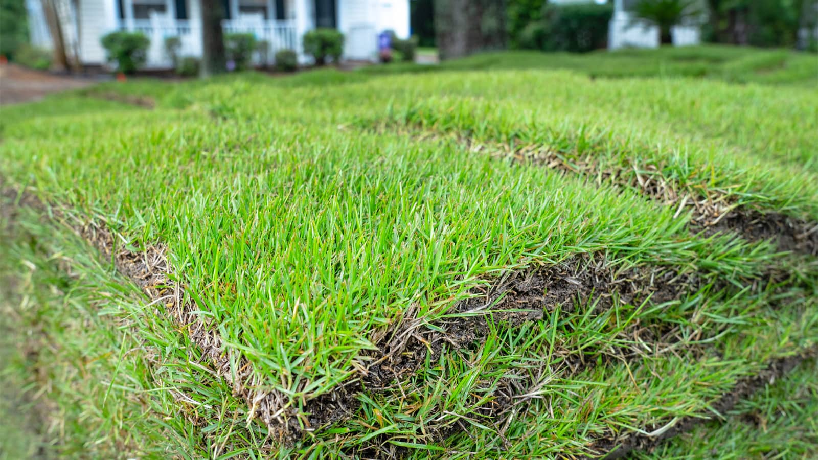 New Lawn Frequently Asked Questions