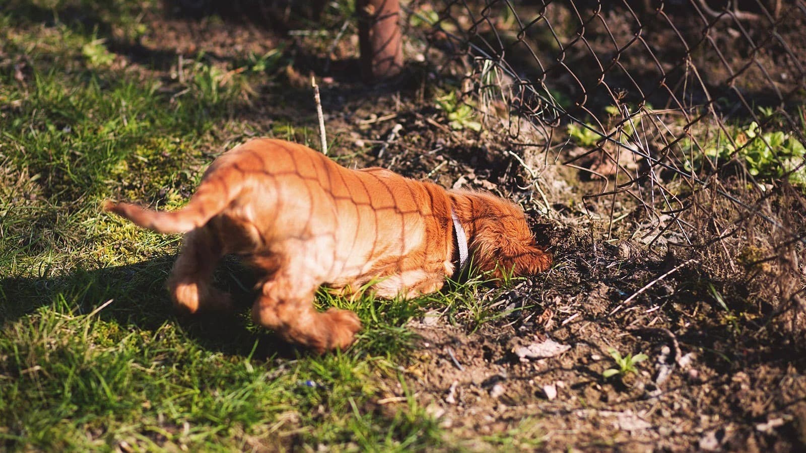 4-Reasons-Your-Dog-is-Digging-Your-Lawn-and-How-to-Stop-It--