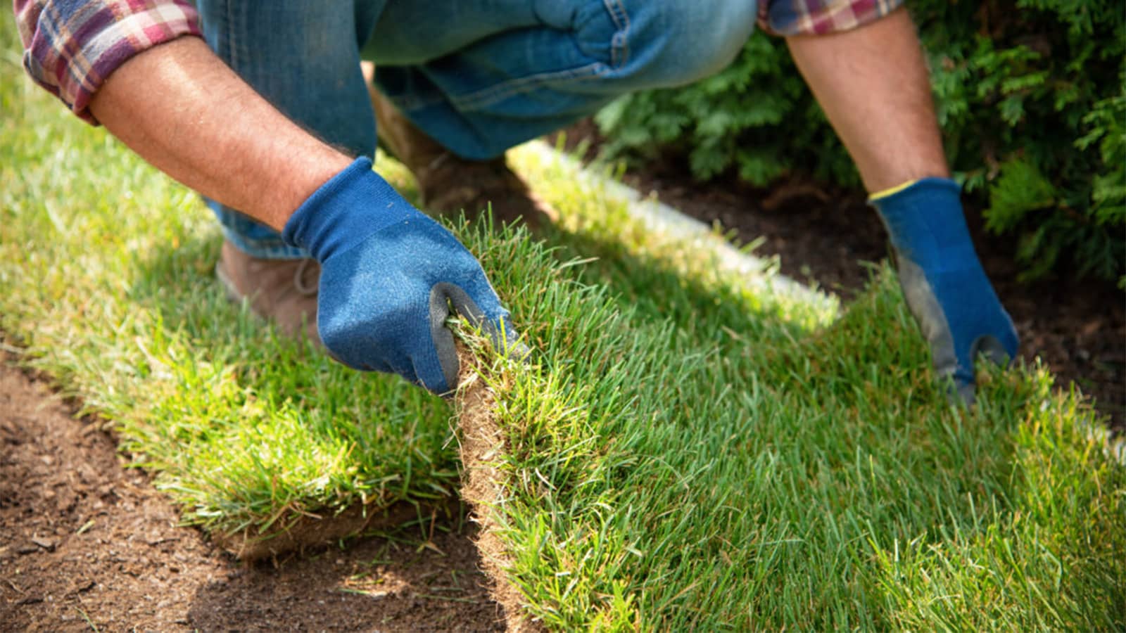 Sod vs. Seed vs. Plugs