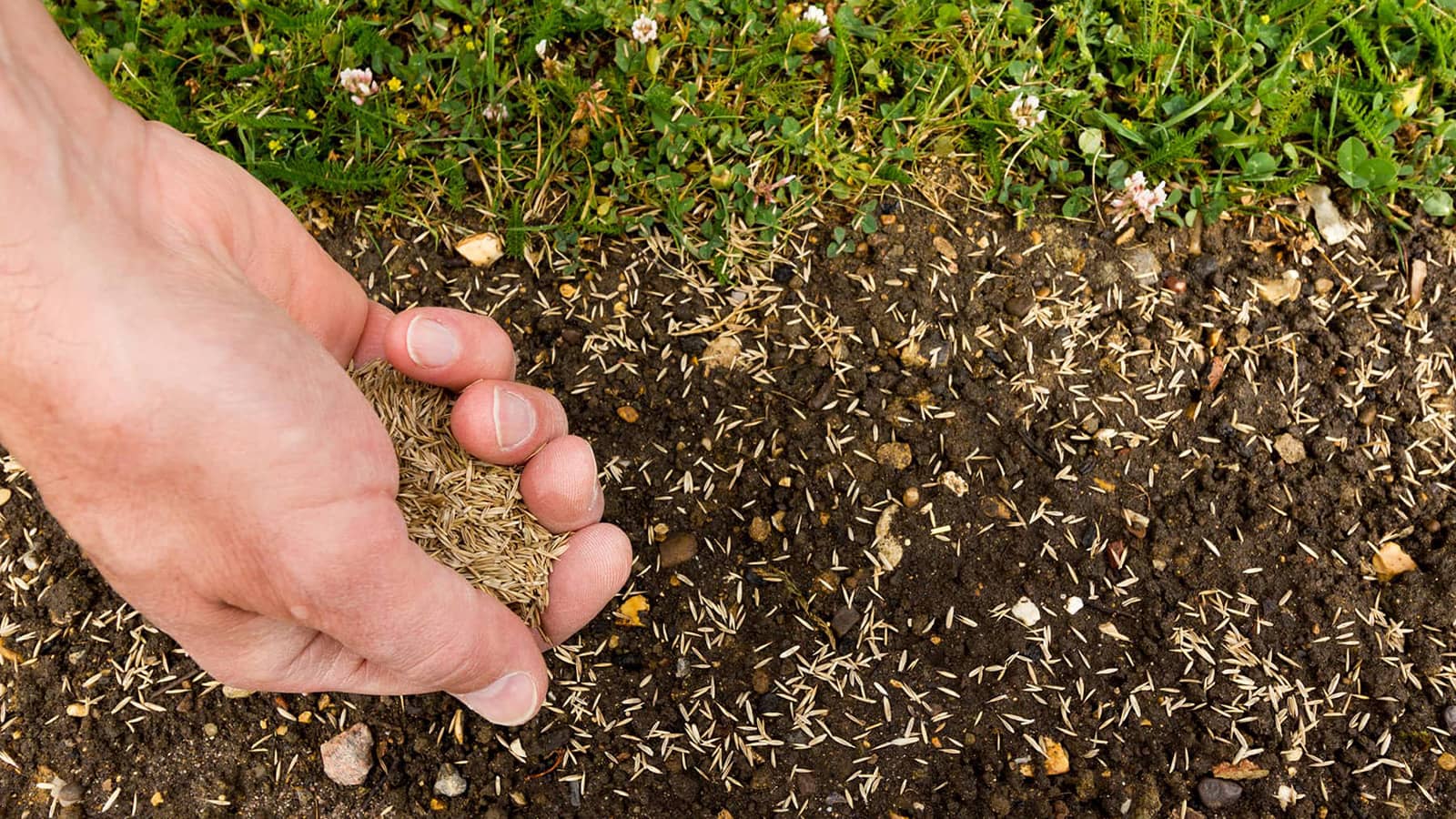 Planting Grass Seed Hand Full Spreading Seed