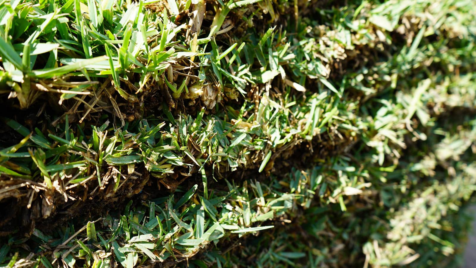 Citrablue St Augustine Sod Pallet Close Up