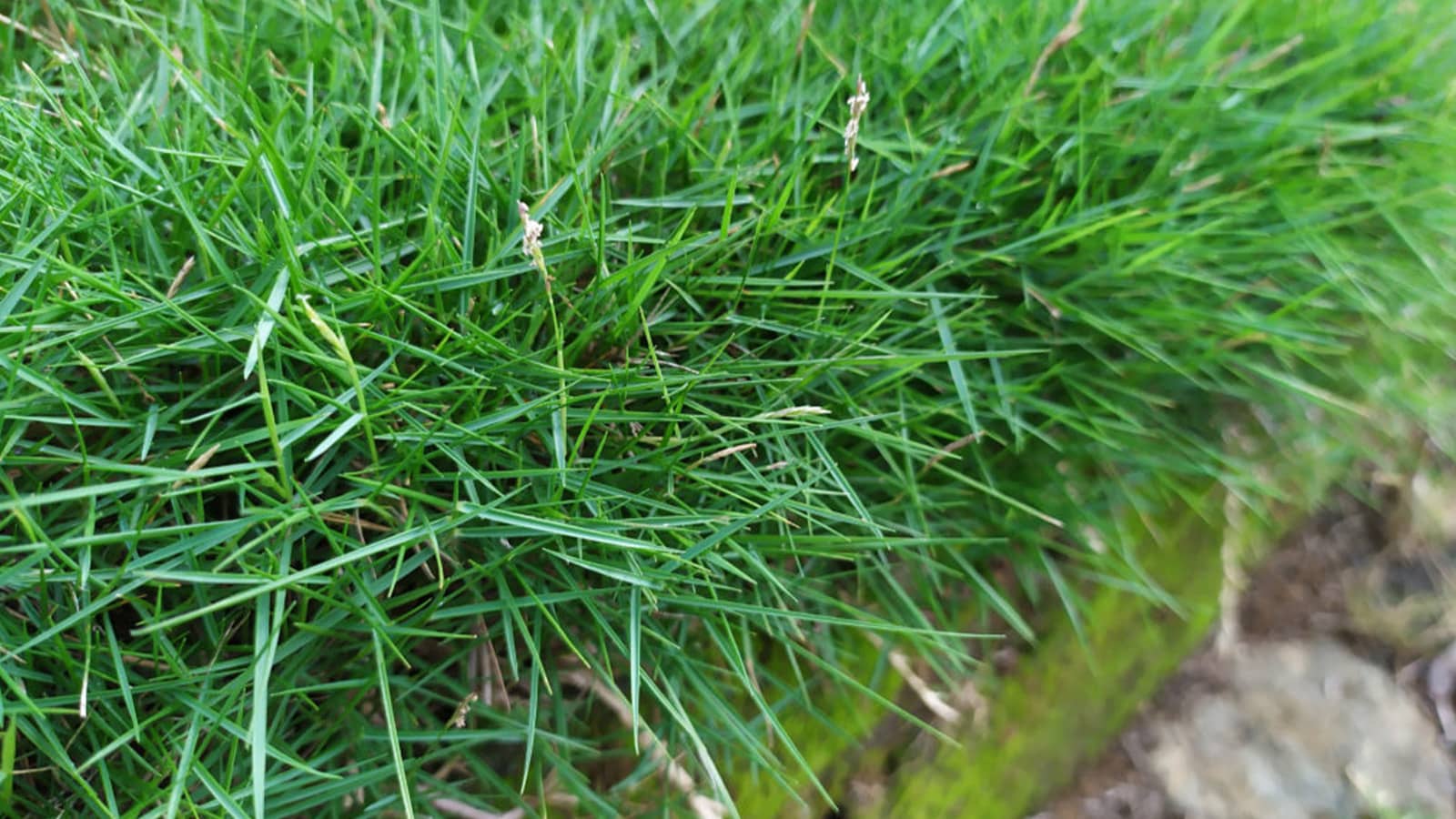 Zoysia Japonica