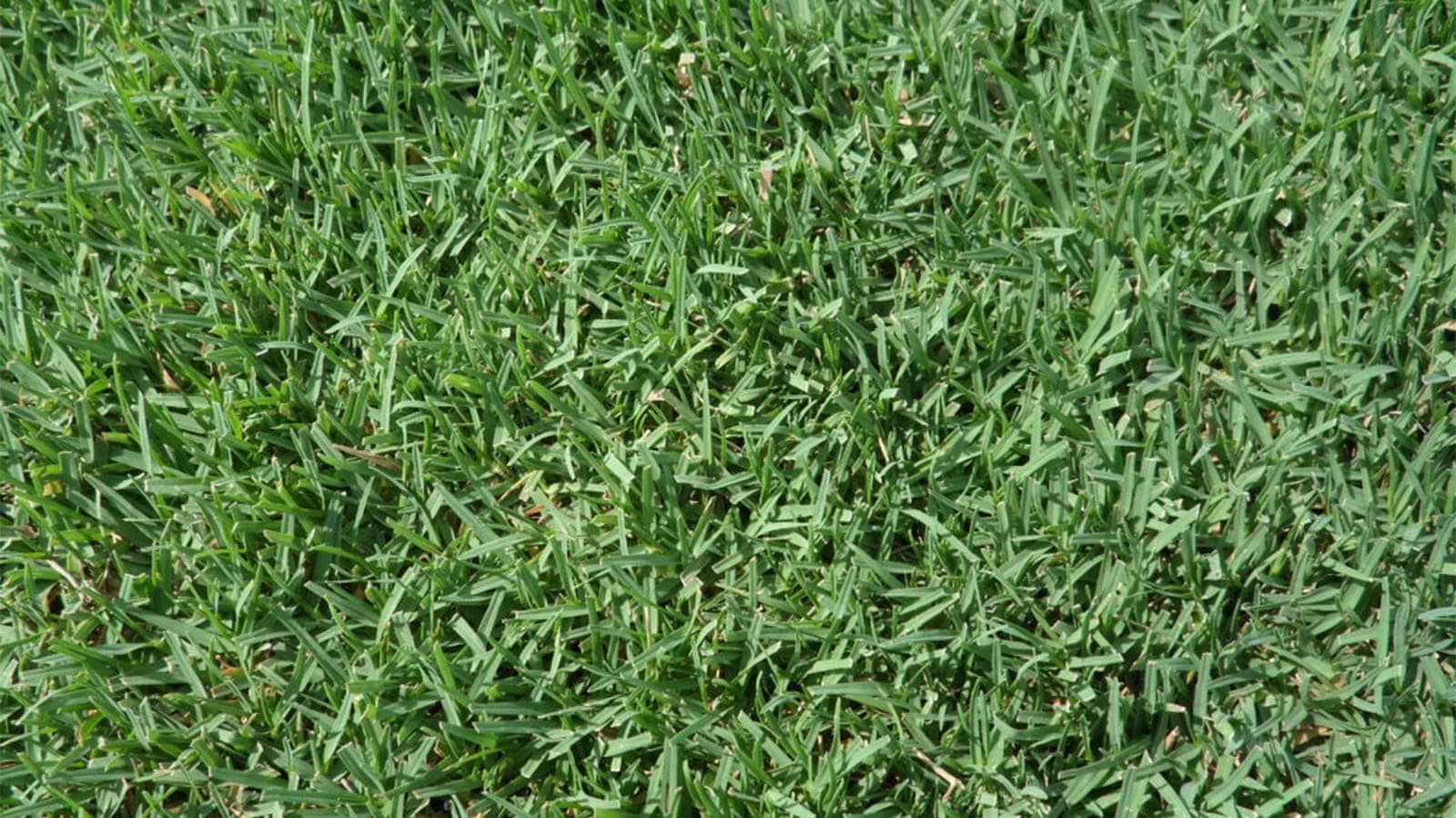 Celebration Bermuda Grass Top View