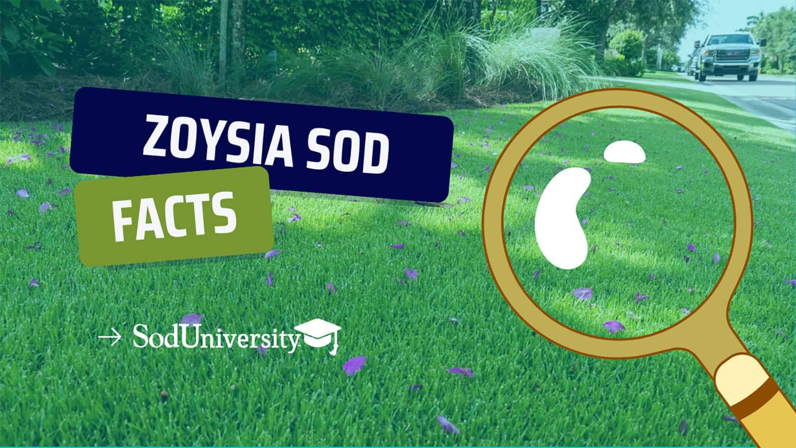 Zoysia Sod Facts