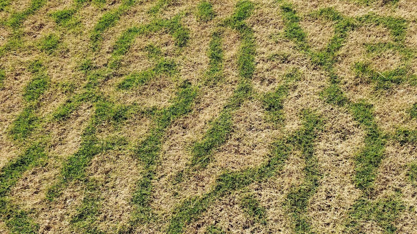 Stripes in Lawn