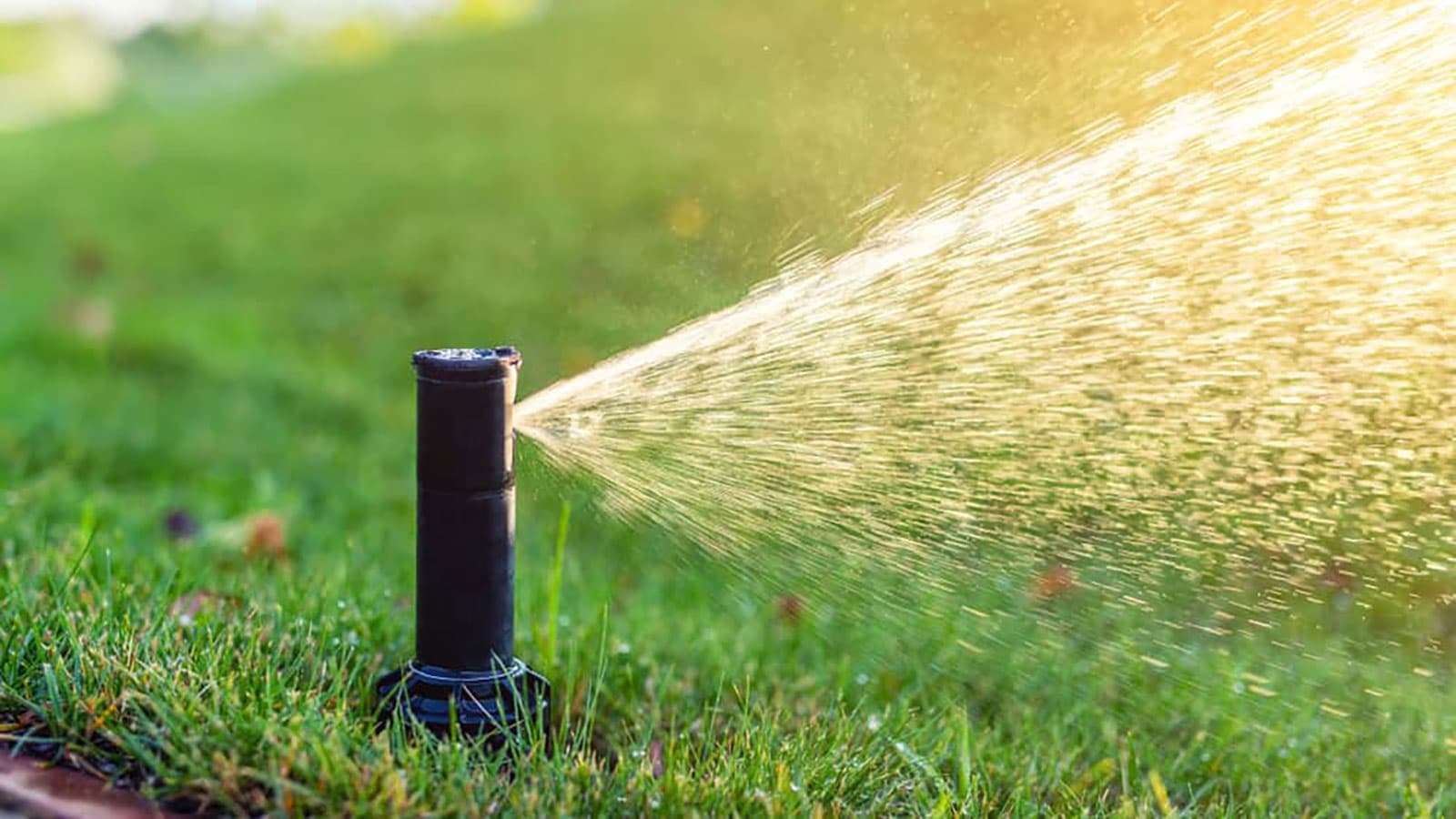 How to Save Water with a Natural Lawn