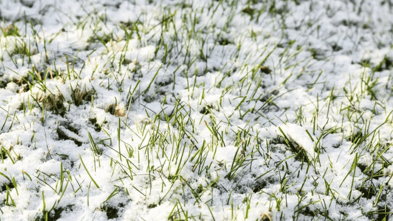 Winter Grass Problems