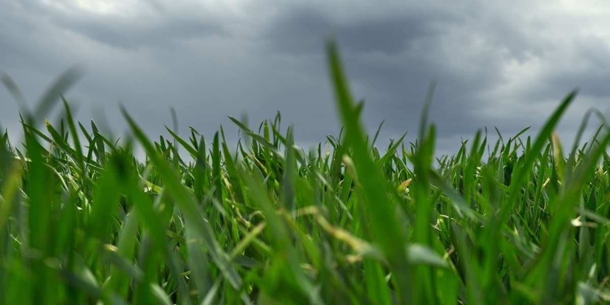 grass with stormy background