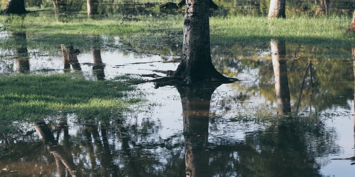 Standing Water On Lawn