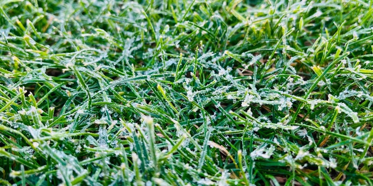 frosted-grass