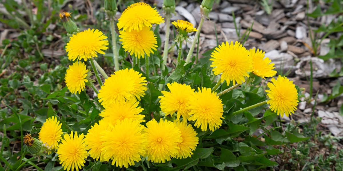 Dandelion