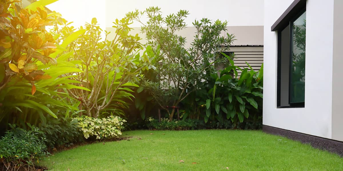 Lawn Care Tips And Tricks For Beginners