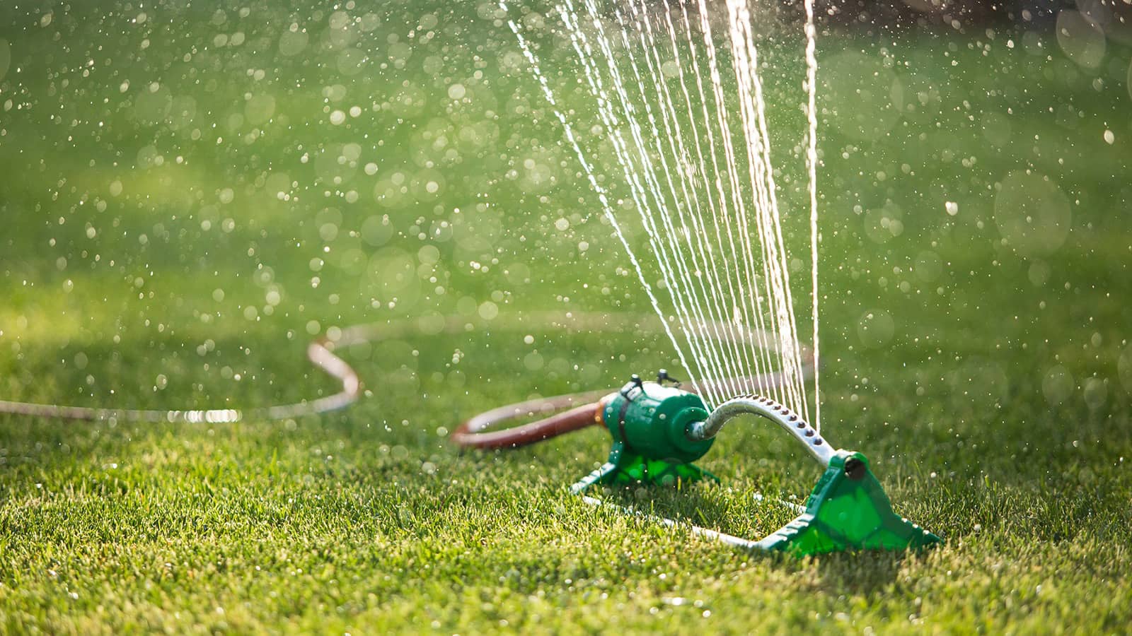 How to Water Your Lawn in the Winter