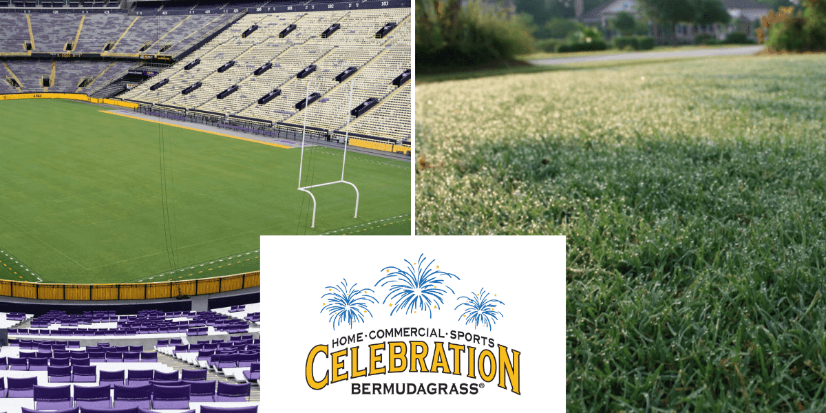 Celebration Bermudagrass