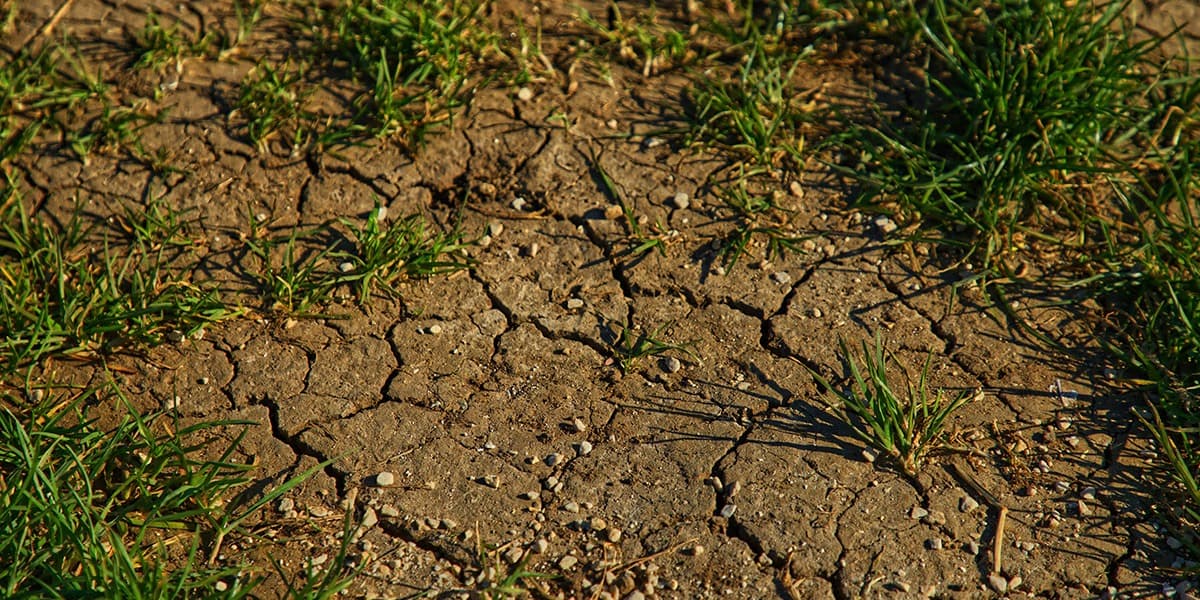 grass-erosion