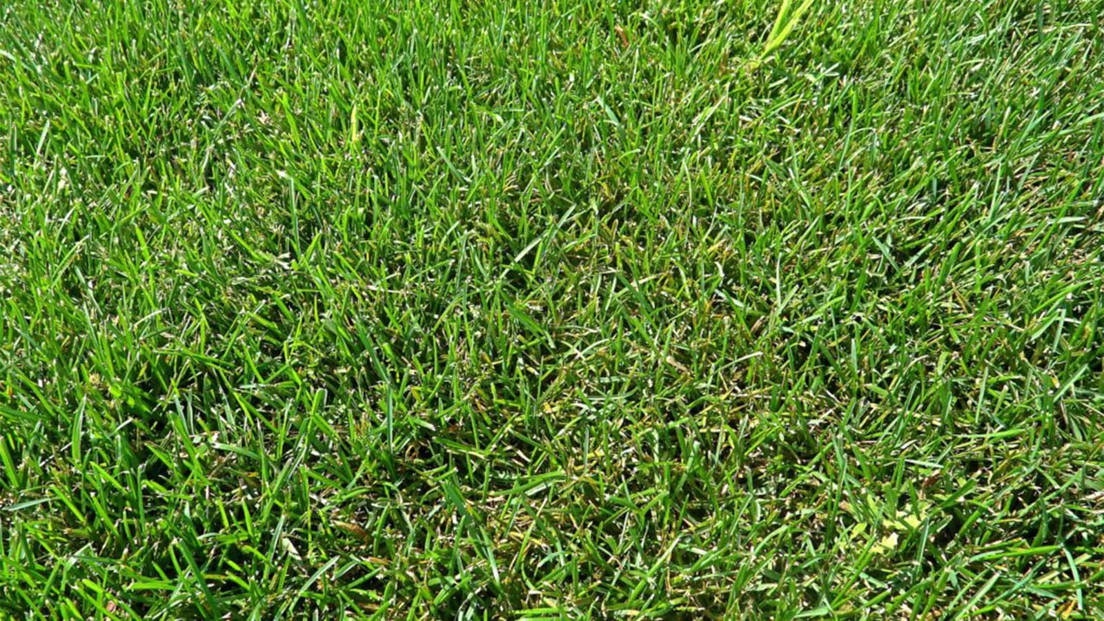 Northbridge Bermuda Grass Top Angle View