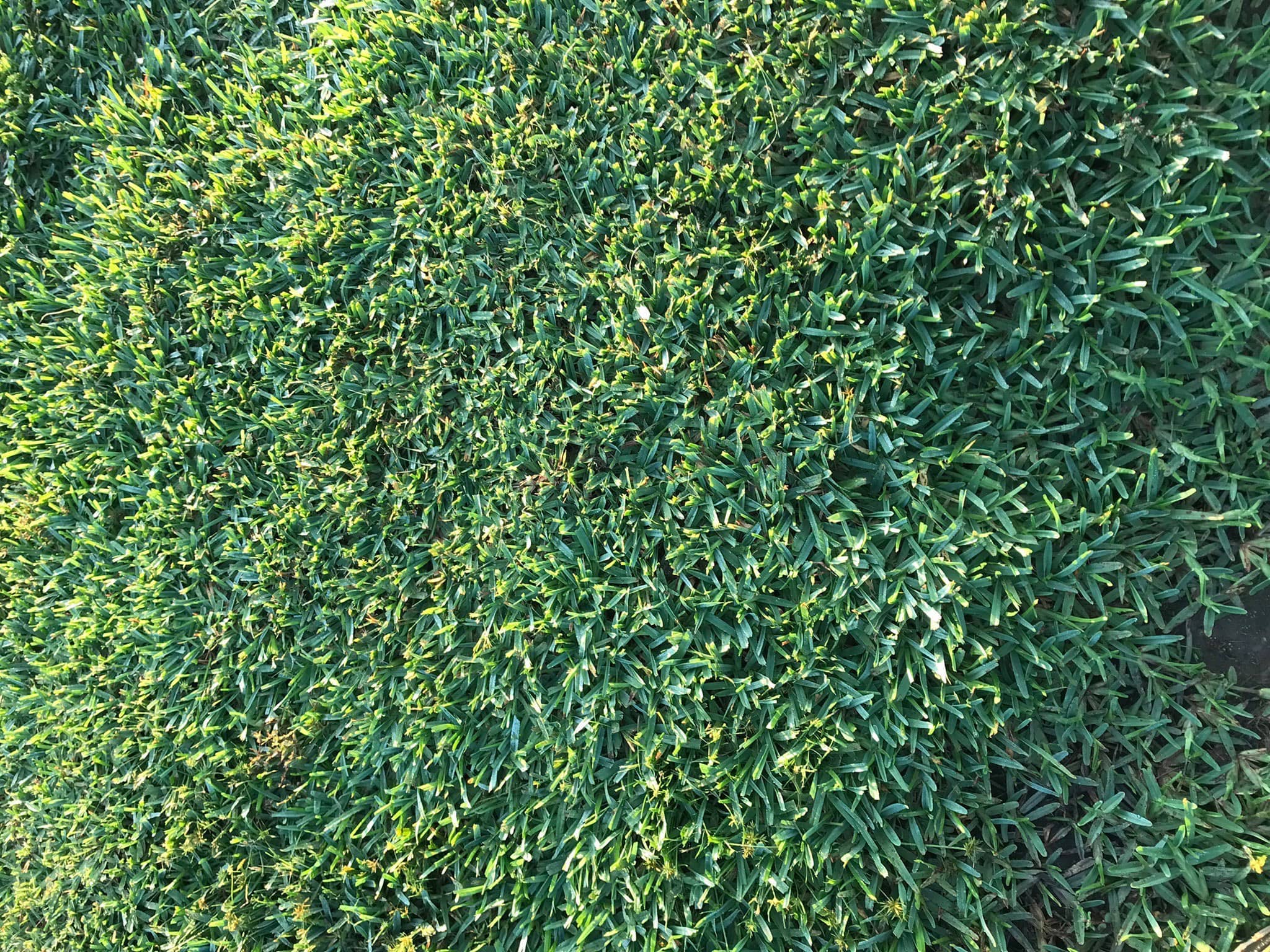 Sola St. Augustine Grass Sod