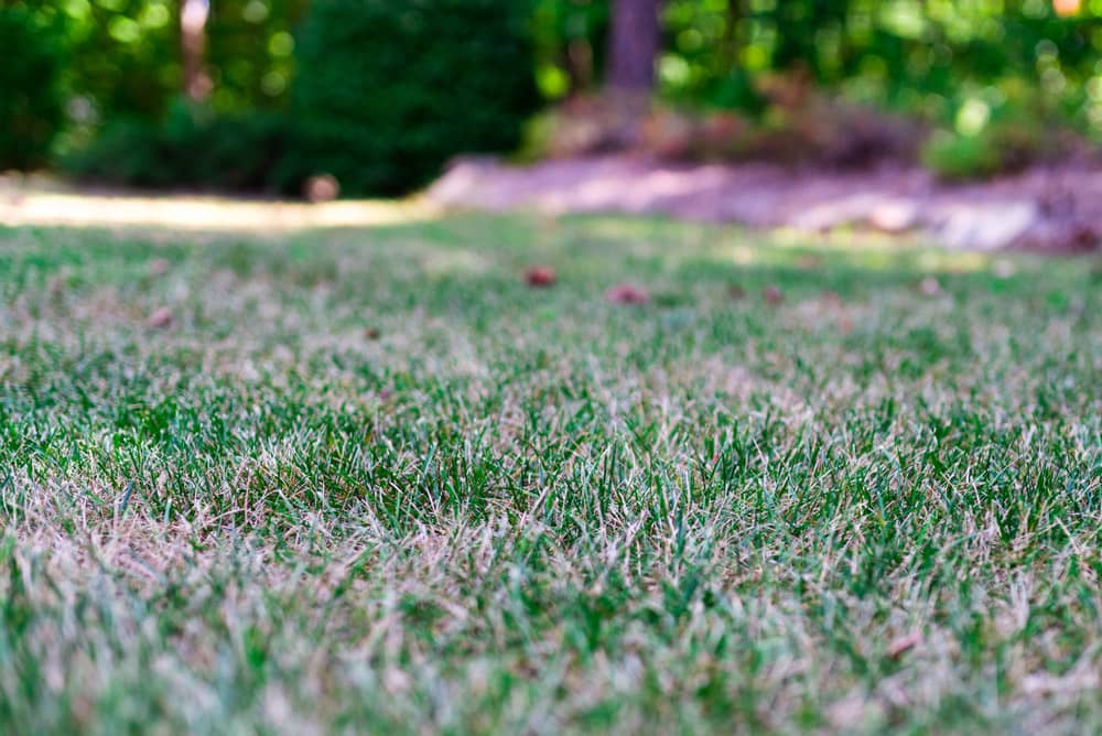 Drought-Stressed-Lawn