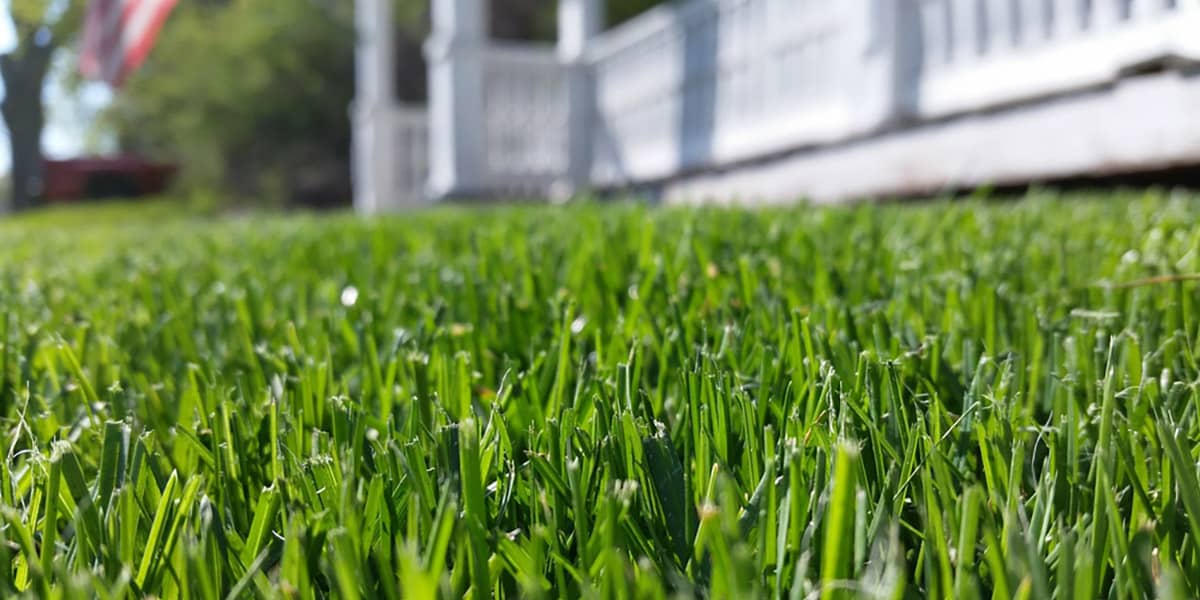 Common Summer Lawn Care Questions Solved