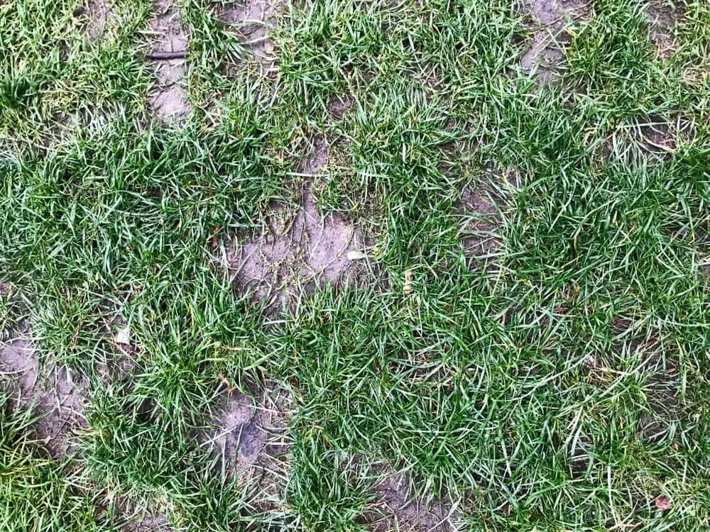 How to fix bare or brown spots in your lawn