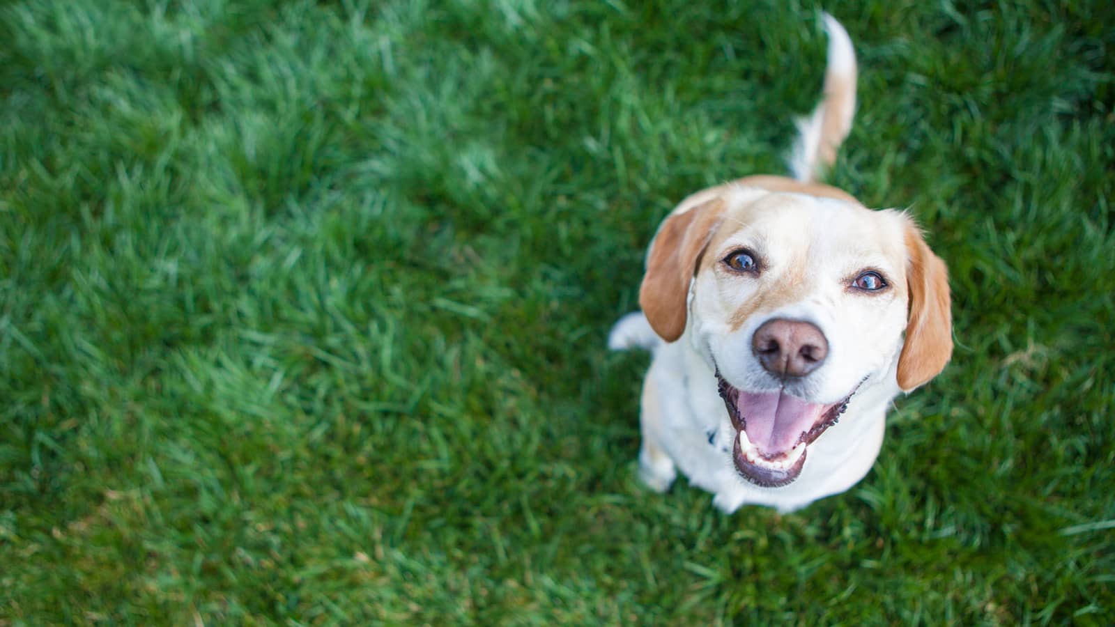 The Best Grass for Pets