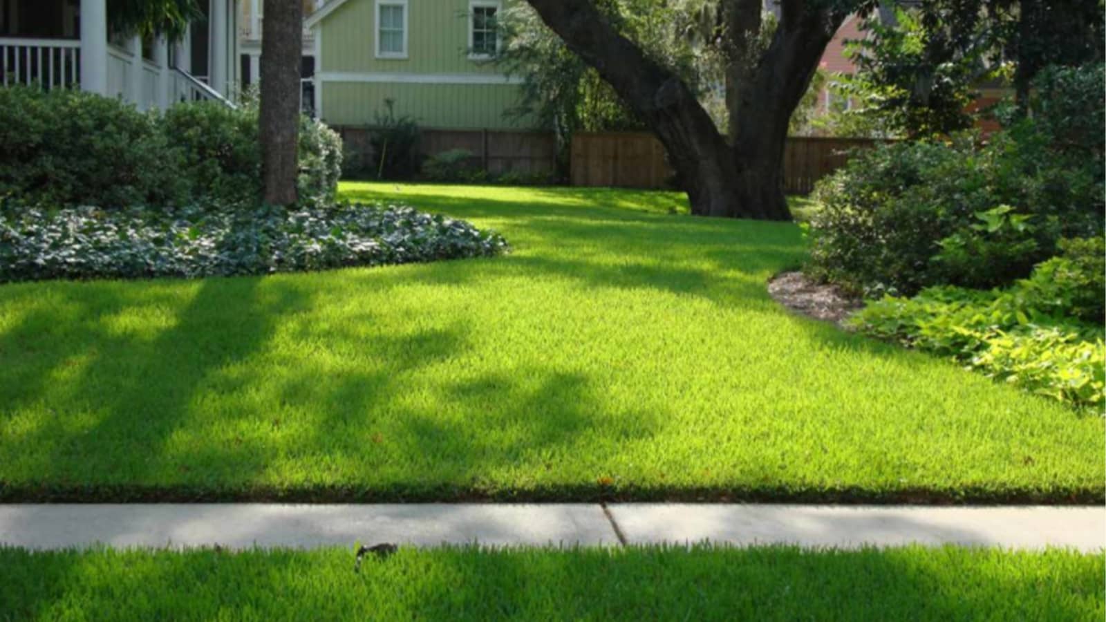 What Kind of Grass Grows in the Shade?