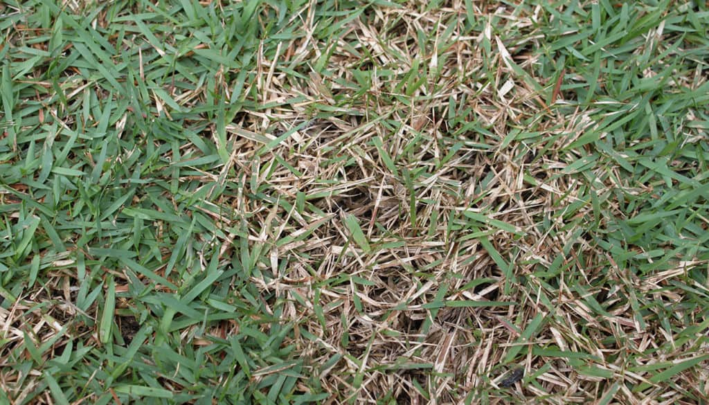 Lawn Disease Control
