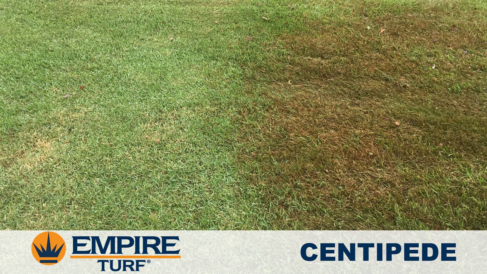 Empire Zoysia Versus Centipede Grass