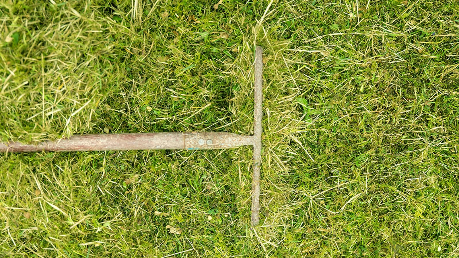 Top View Of Dethatching Grass