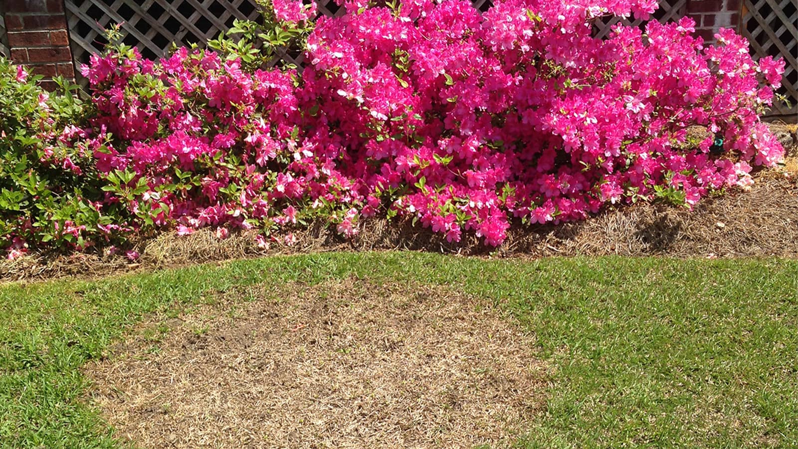 Lawn Disease Control