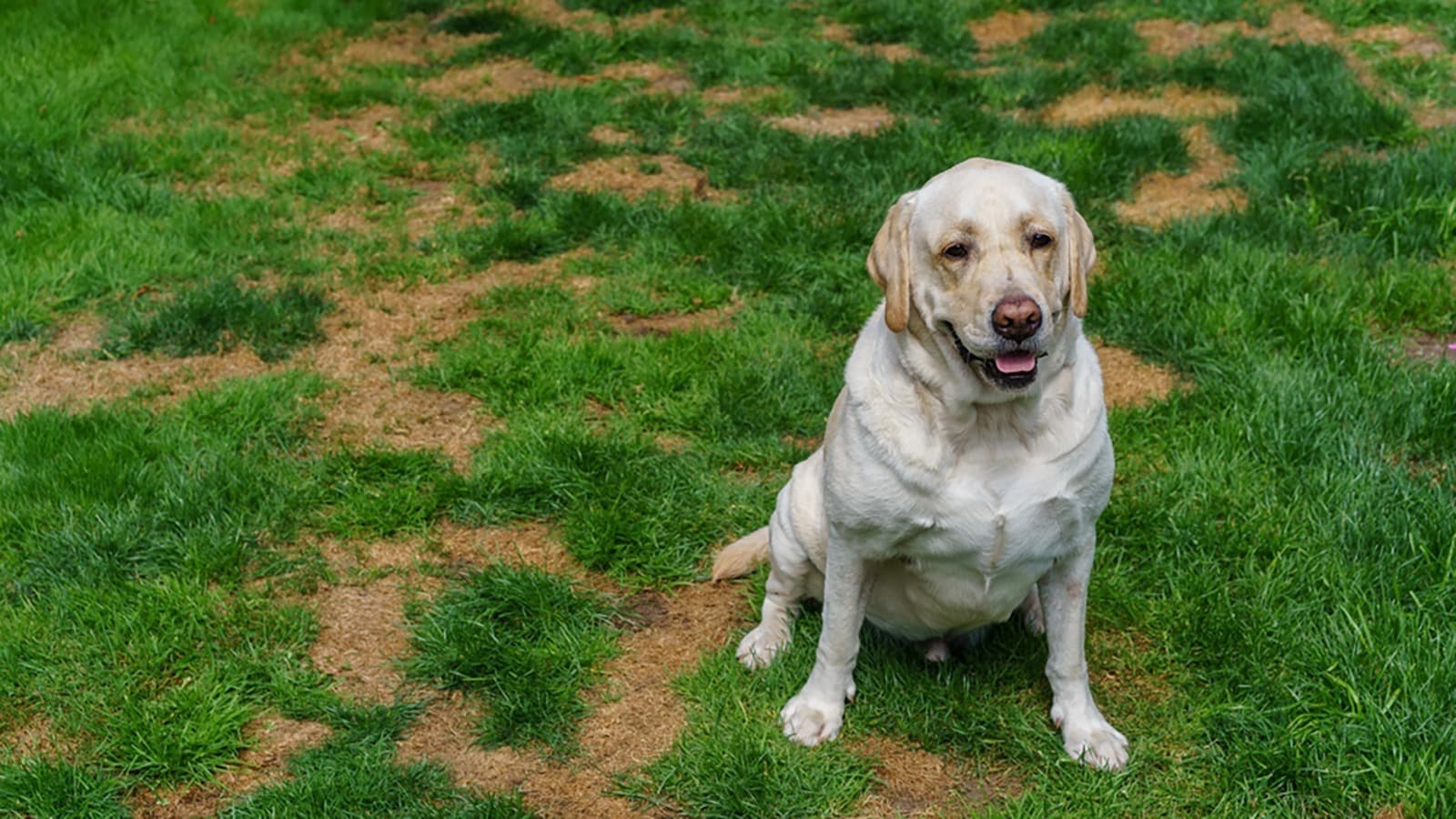 Repairing Dog Pee Spots on Your Lawn