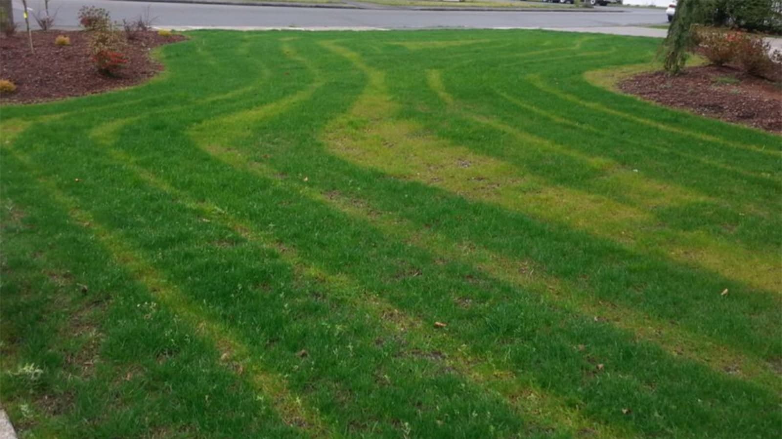 Fertilizing Errors In Lawn Grass Stripes
