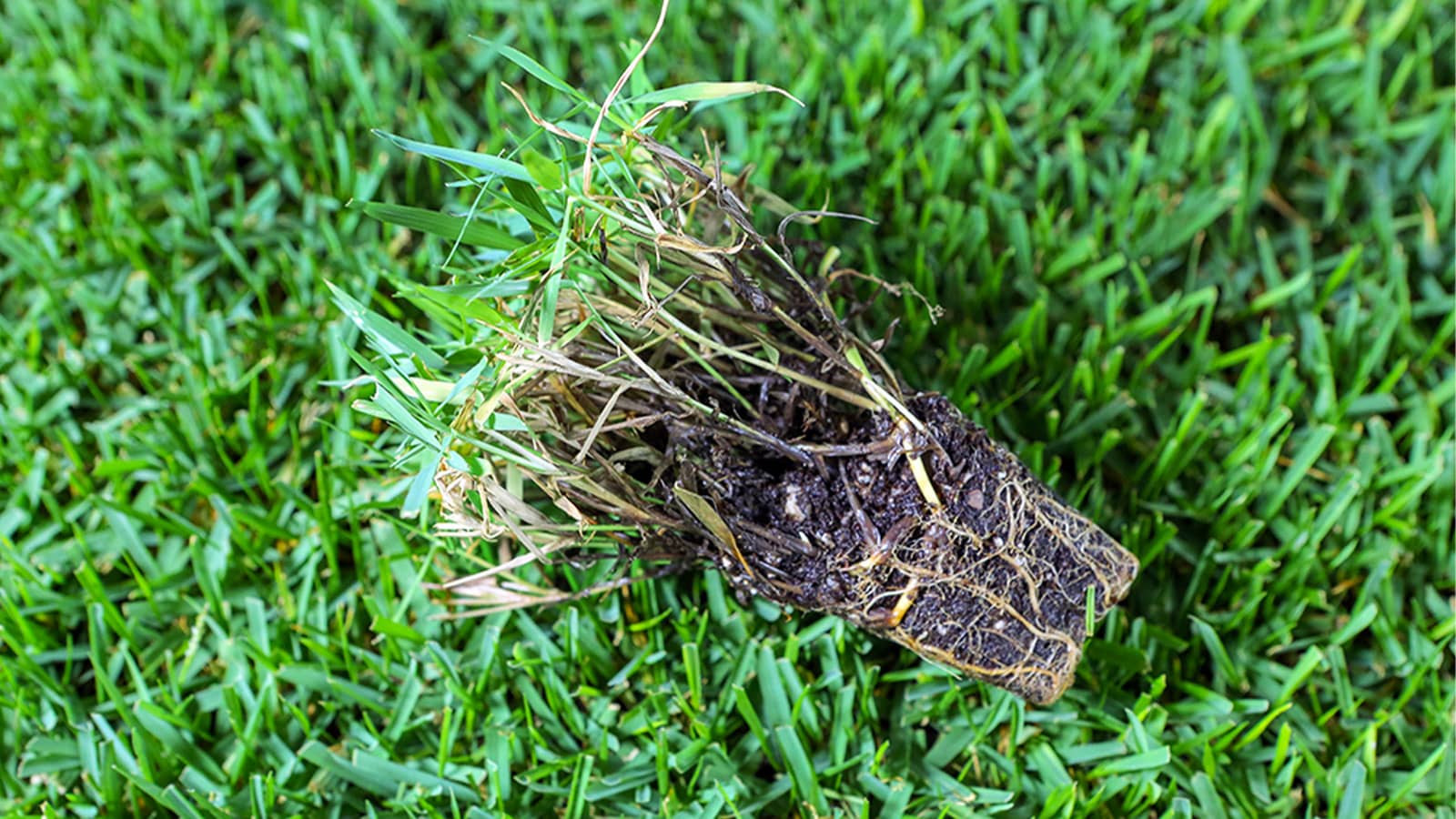 Innovation Zoysia Grass Plug On Grass