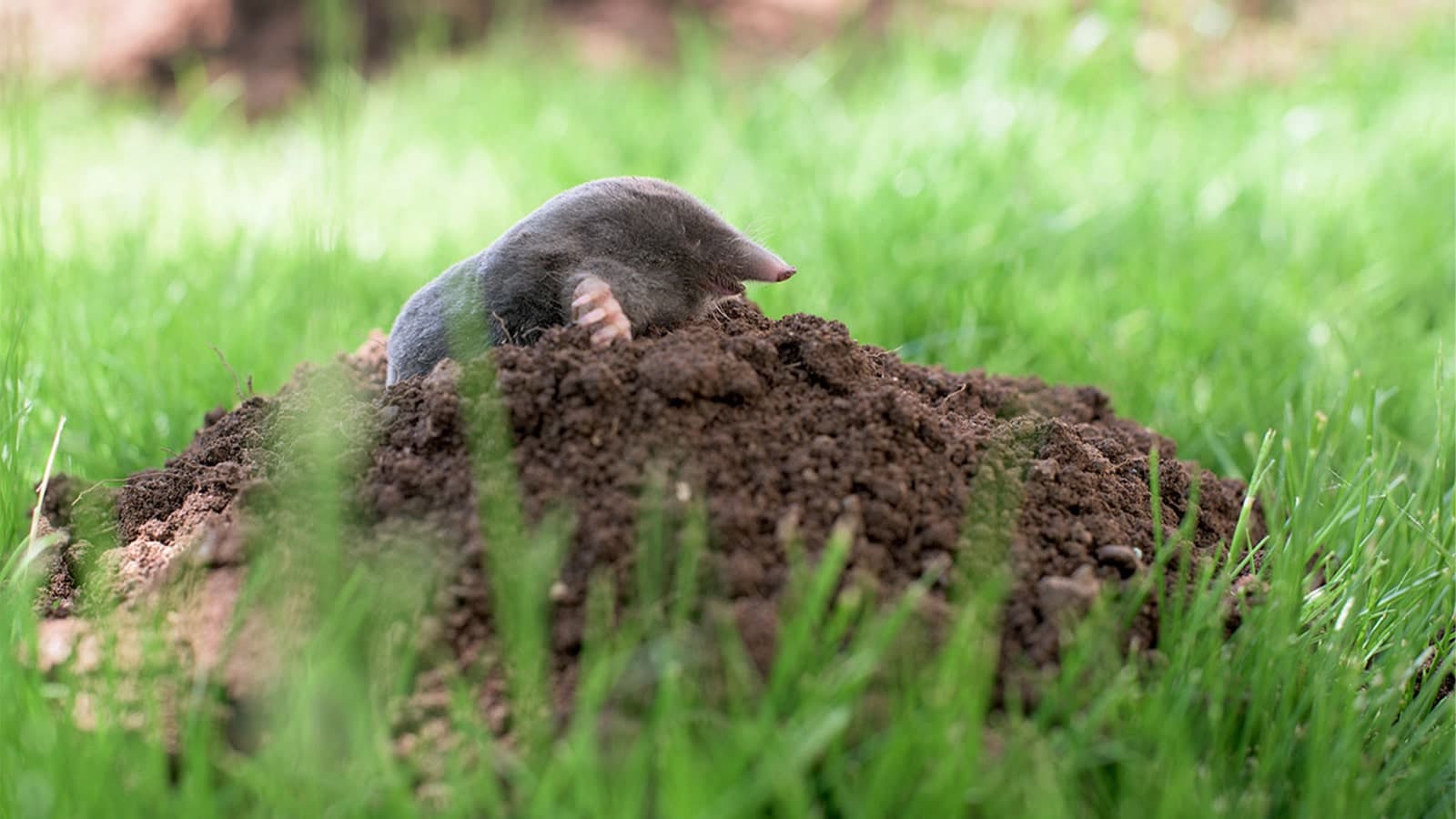Close Up Of Mole In Grass Mound