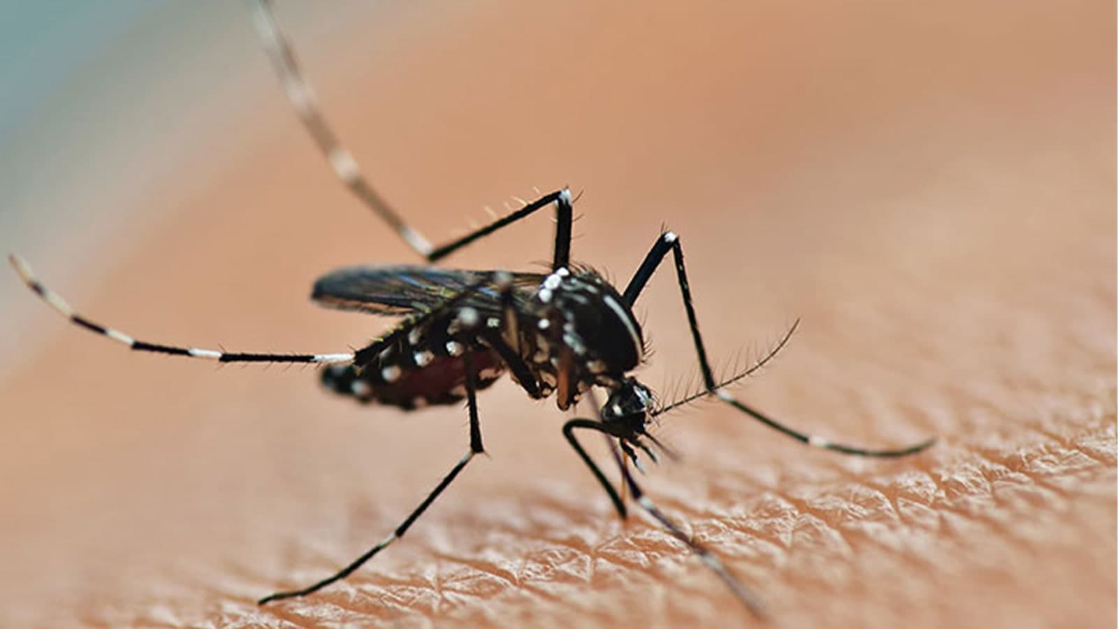 Insect Close Up Of Mosquito