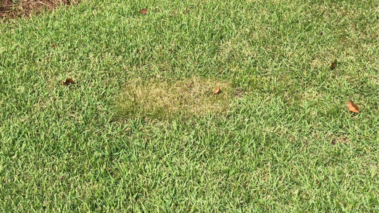 Hot Spot In Grass