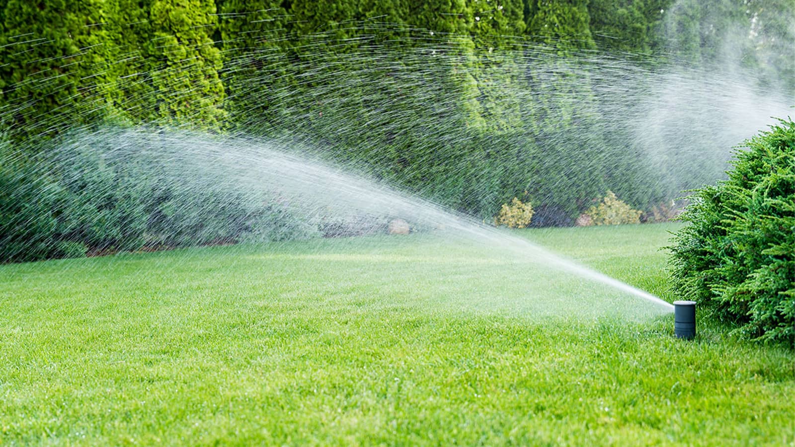 Irrigation Watering Green Grass Sprinklers