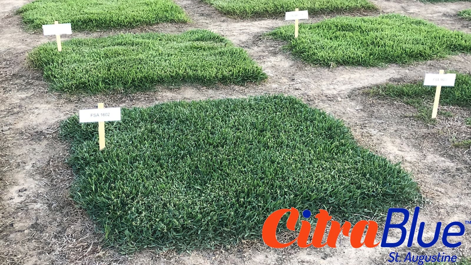 Citrablue St Augustine Grass Plot