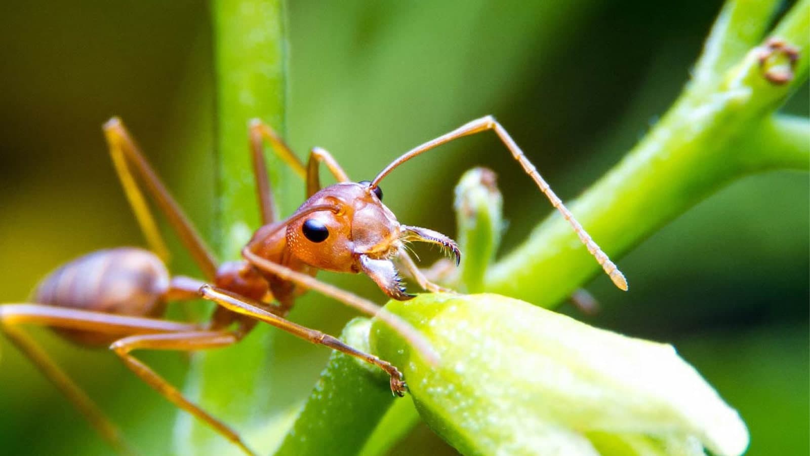 Fire ant