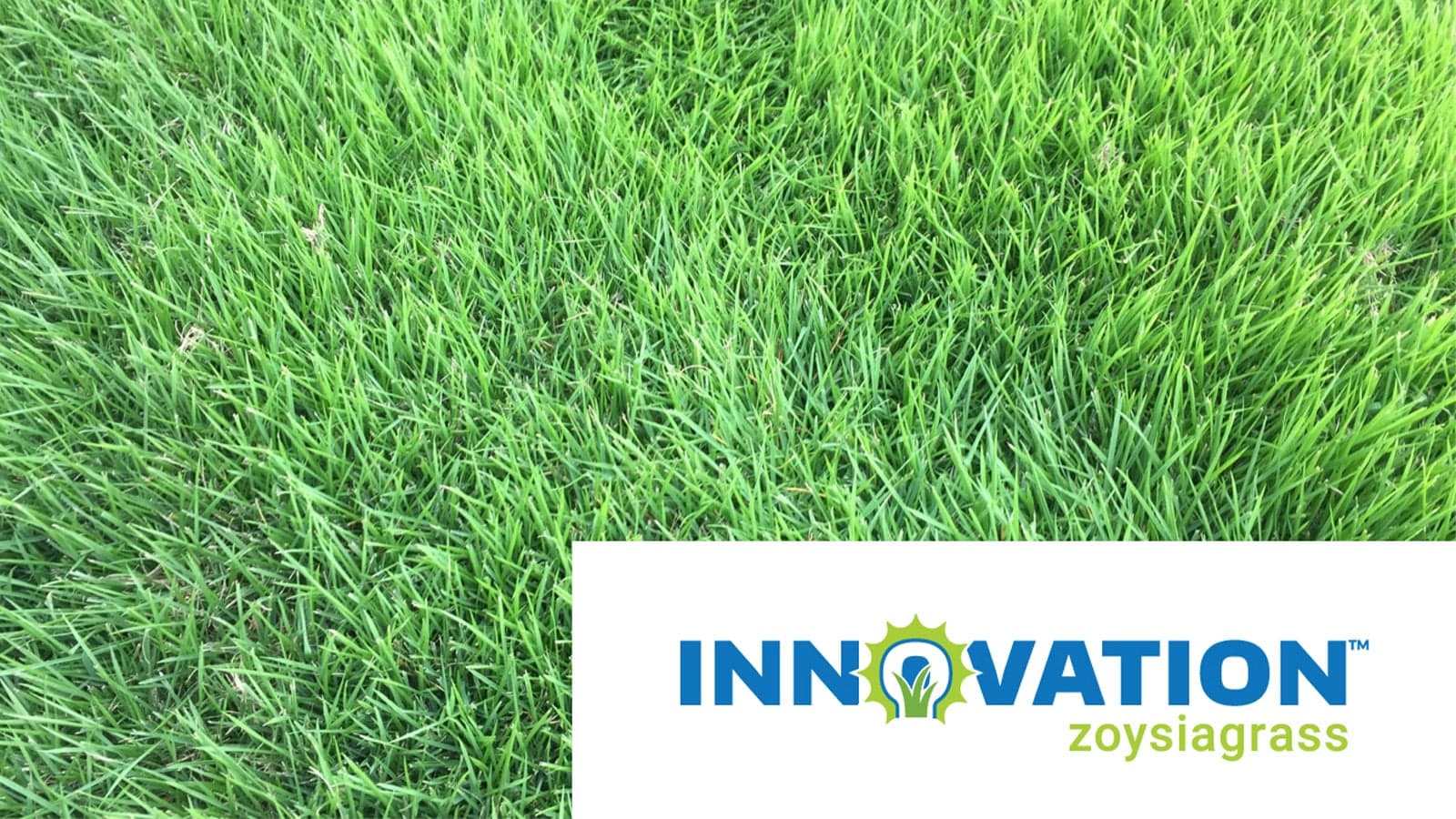 Innovation Zoysia Grass Close Up With Logo
