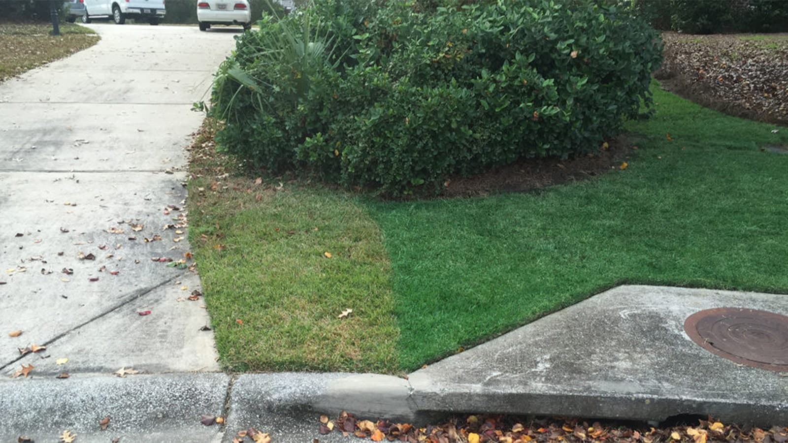 turf colorant on lawn