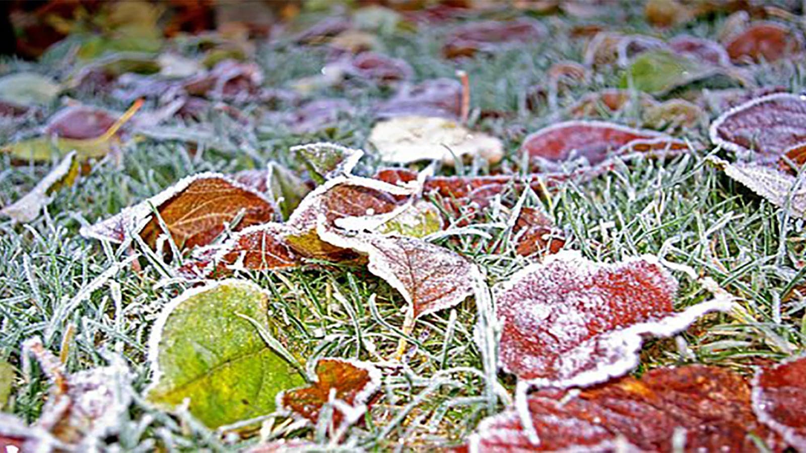 Grass And Leaves Frosted
