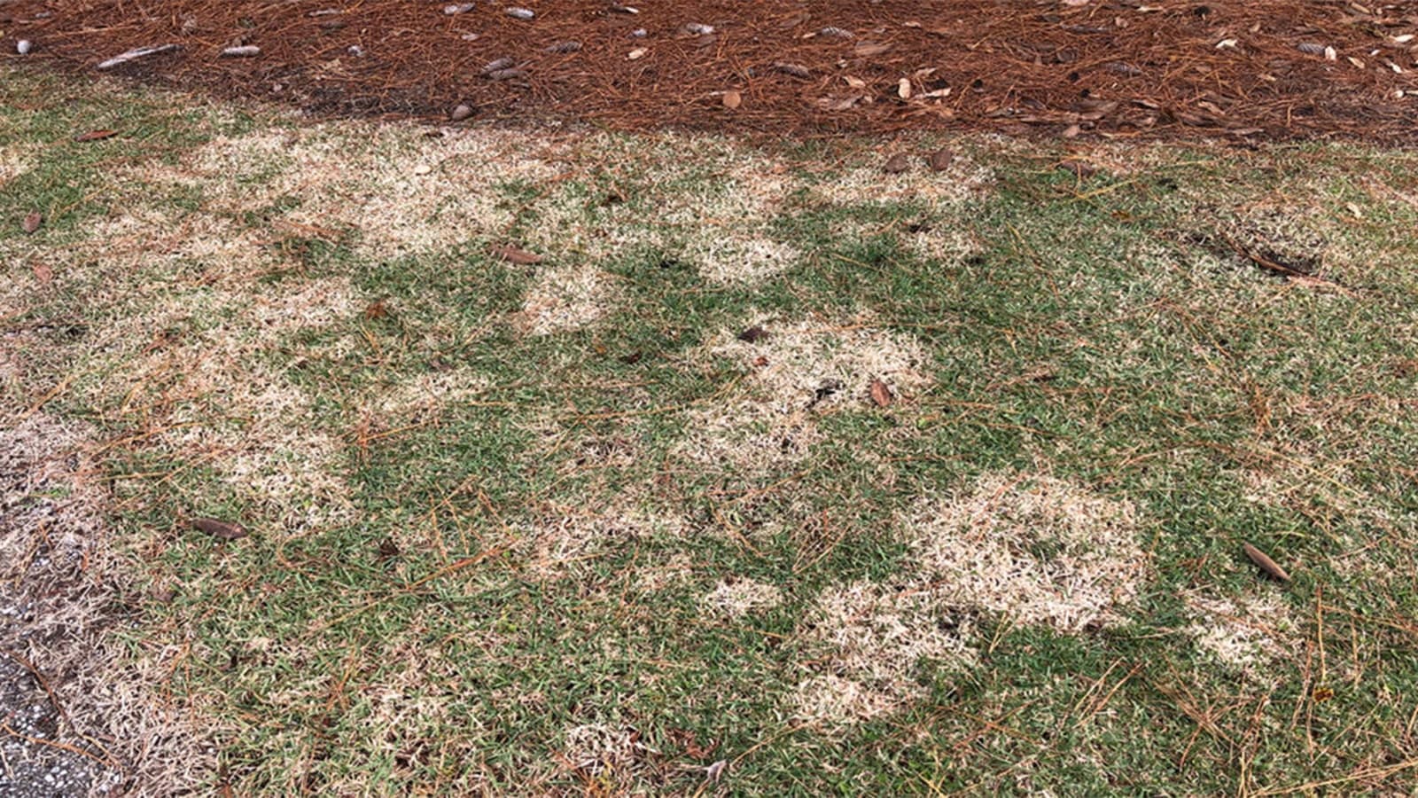 Fall Fungus In Lawn Green Up