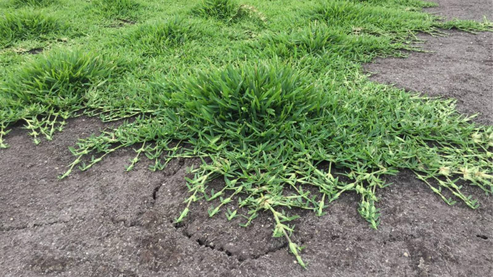 St Augustine Stolon Growing Into Bare Soil