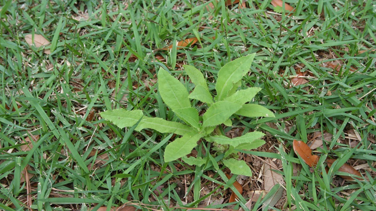 Weed Growing In Lawn Grass Leaves