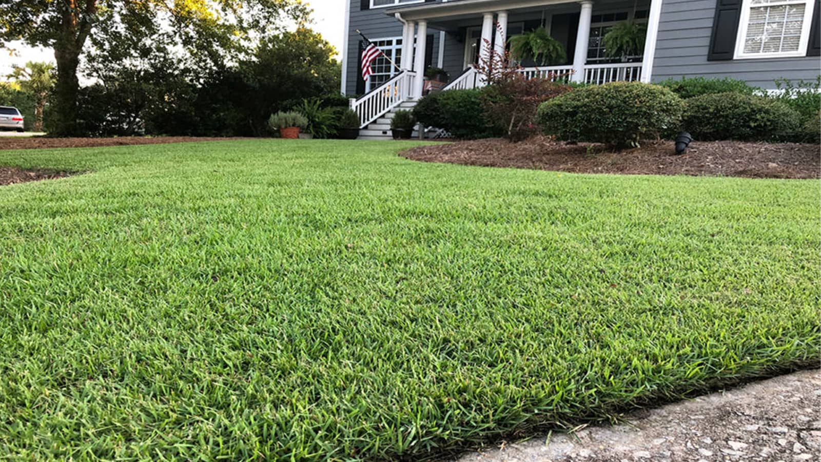 Empire Zoysia Home Lawn